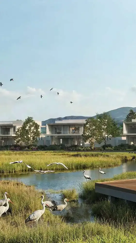 White storks wading in wetland in front of low, modern residences with mountains behind.